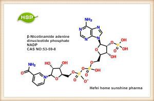 Β-nikotínamid adenín dinukleotid fosfát NADP CAS 53-59-8