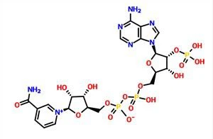 β-nikotínamid adenín dinukleotidfosfát NADP CAS 53-59-8